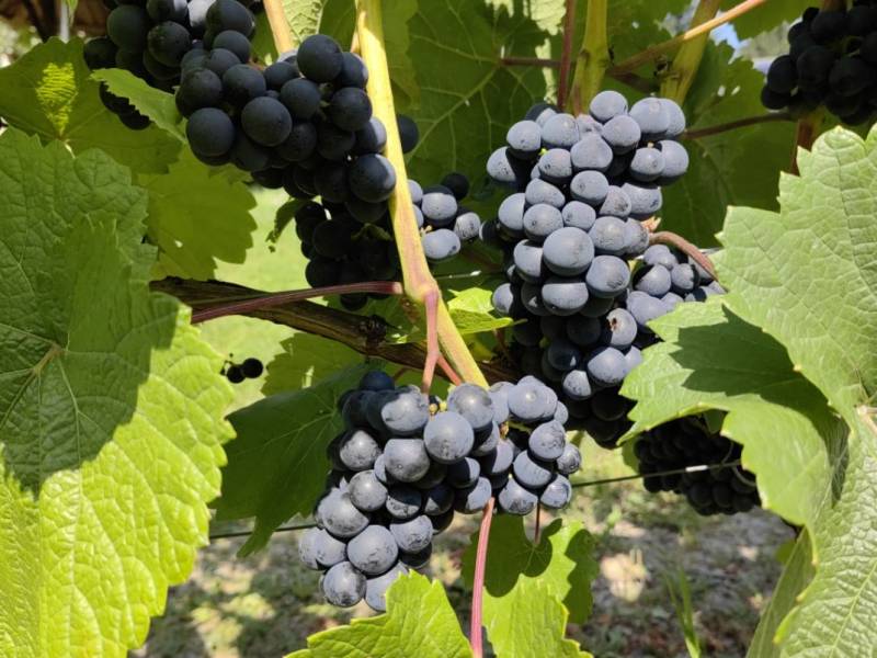 Smak jesieni w Czechach: winobrania pełne wina, folkloru i muzyki