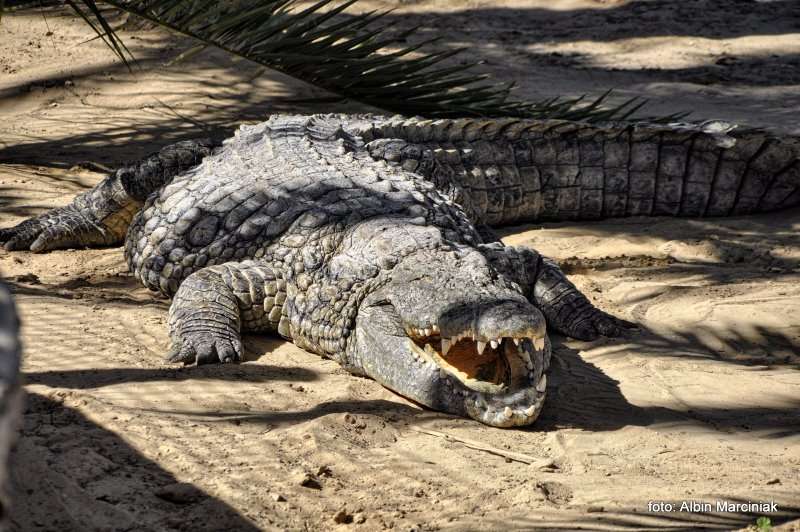 Farma Krokodyli 12