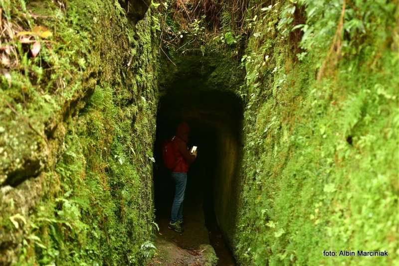 Madeira Portugal tropikalny las deszczowy 19