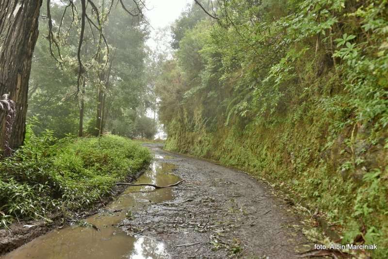 las wawrzynowy na Maderze 21