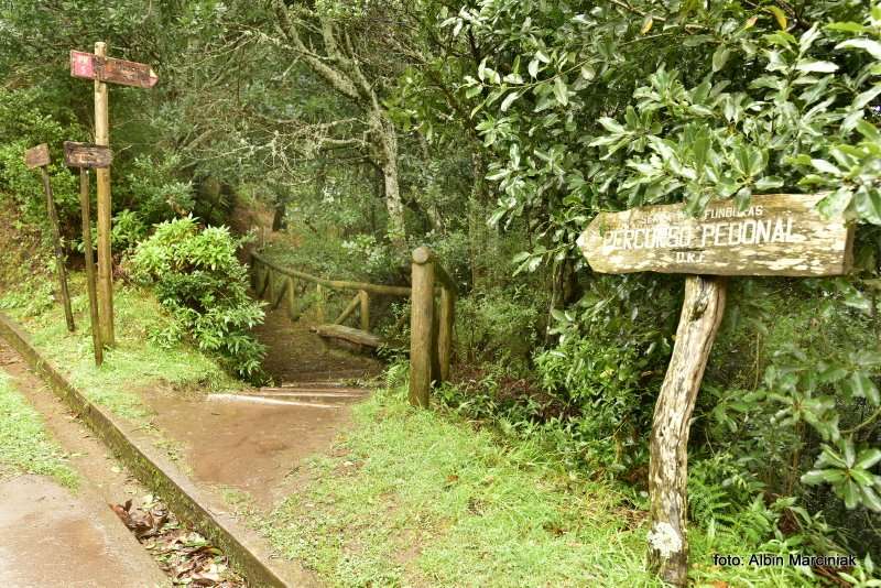 las wawrzynowy na Maderze 28