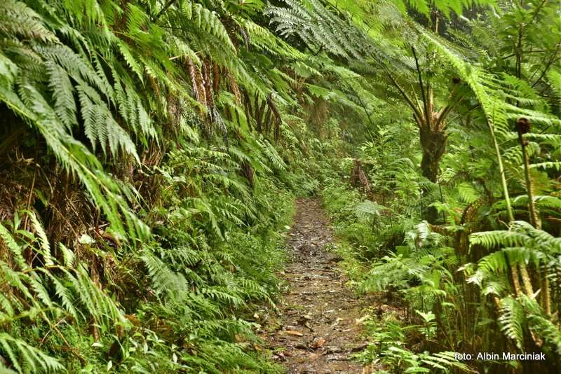 las wawrzynowy na Maderze 32