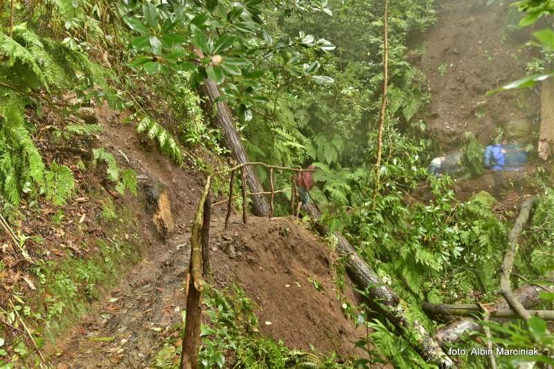 las wawrzynowy na Maderze 33