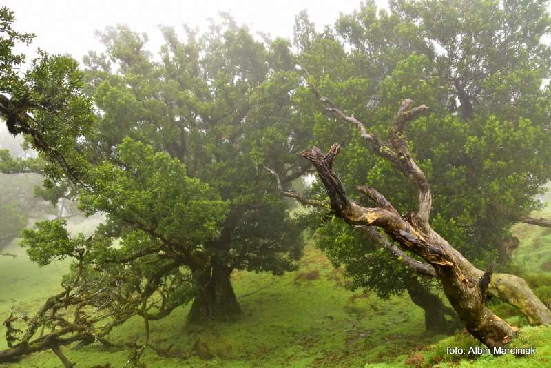 las wawrzynowy na Maderze 9