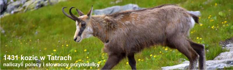 jesienne liczenie kozic w Tatrach