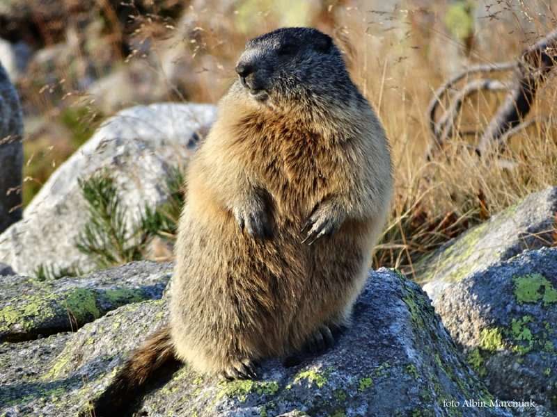 zwierzęta w Tatrach świstak 1