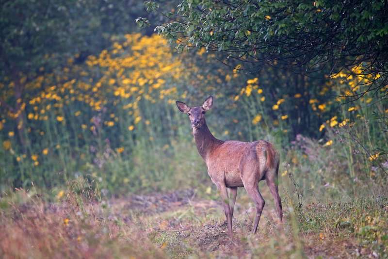 Jelen lania Matysiak 180813 BN O7R2320z syg
