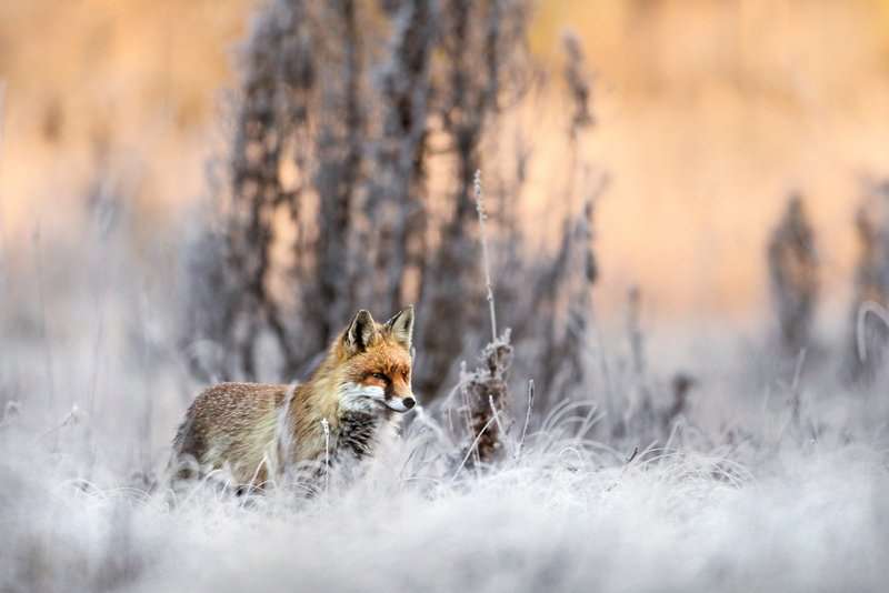 Lis zima Matysiak 060412 Sa 30D5669z syg