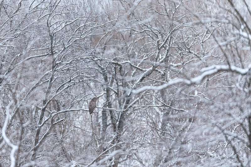 Puszczyk uralski Matysiak 240115 Tarn O7R1161z syg