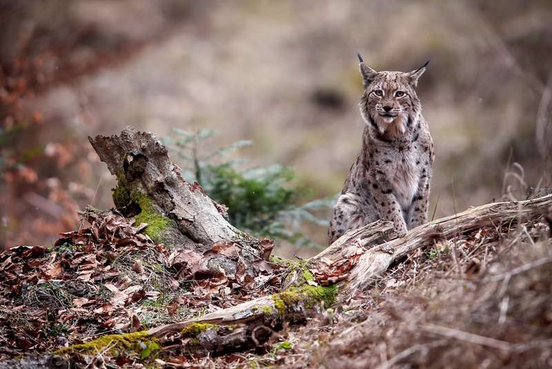 Rys Matysiak 240316 Hu O7R5535aa syg