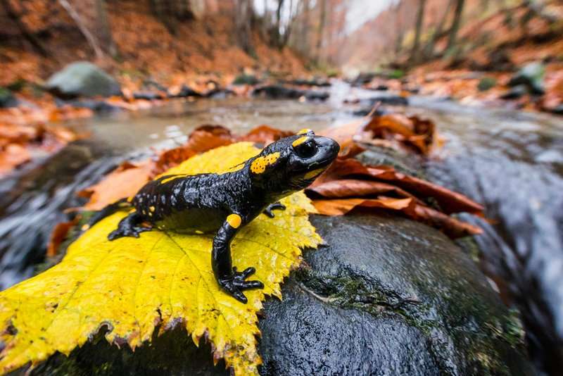 Salamandra Matysiak 181013 Hu O7R3416z syg