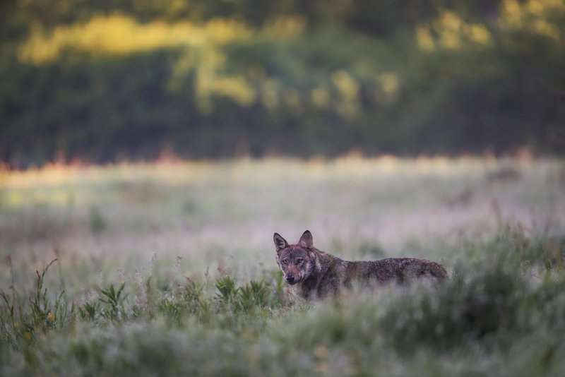 Wilk wschod Matysiak 010615 Sekowiec O7R6434az syg