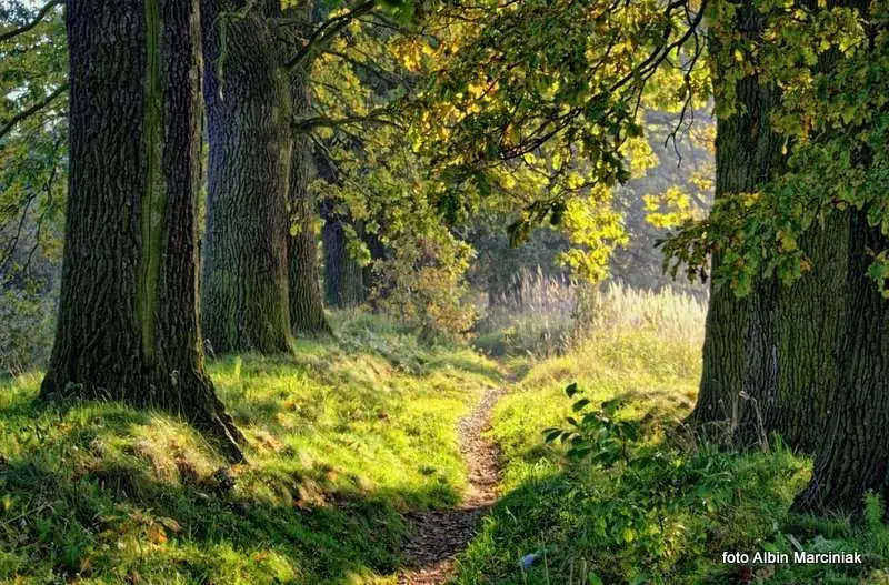 Puszcza Białowieska Obiekty UNESCO w Polsce 