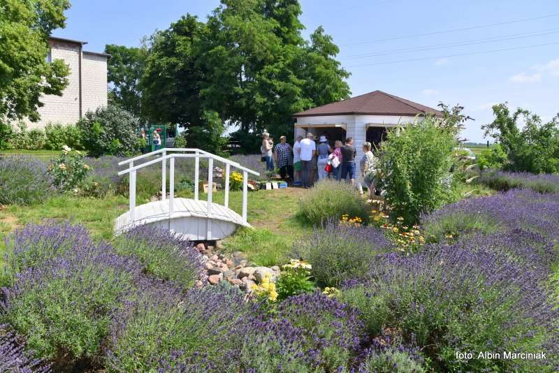 Tuczyno Lawendowa Kraina Zlotniki Kujawskie 1