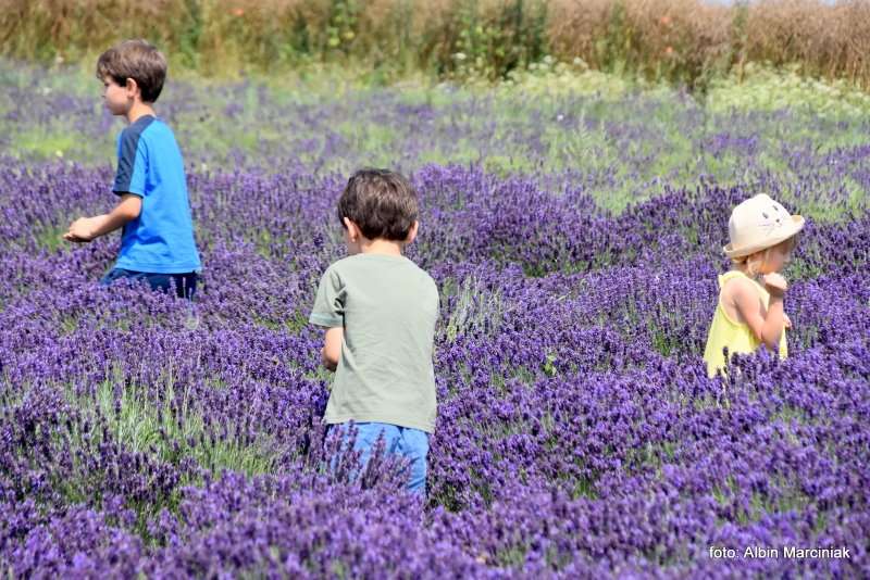 Tuczyno Lawendowa Kraina Zlotniki Kujawskie 13