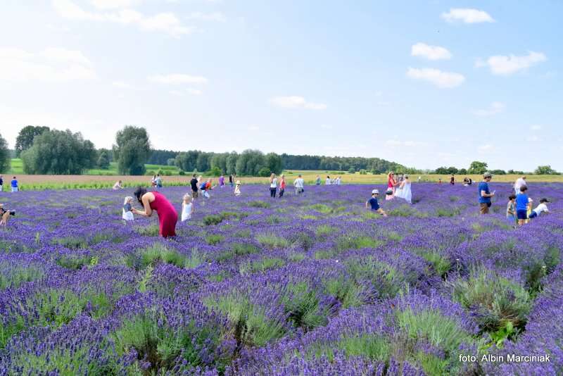 Tuczyno Lawendowa Kraina Zlotniki Kujawskie 15
