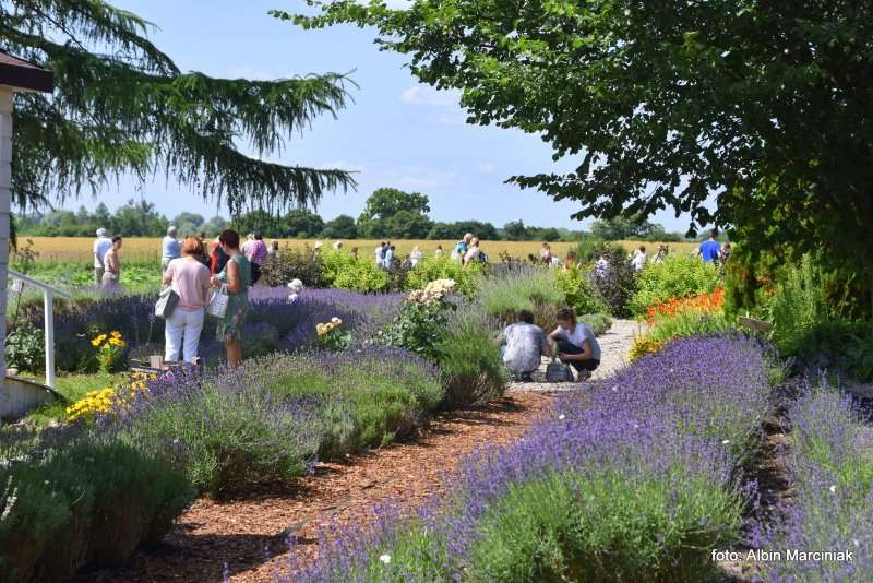 Tuczyno Lawendowa Kraina Zlotniki Kujawskie 18