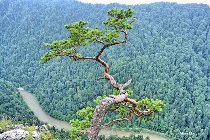 Pieniny Sokolica sosna 1