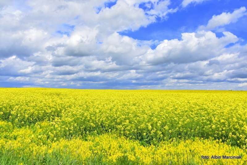 Rzepak pola wiosna kwiaty kolory 6