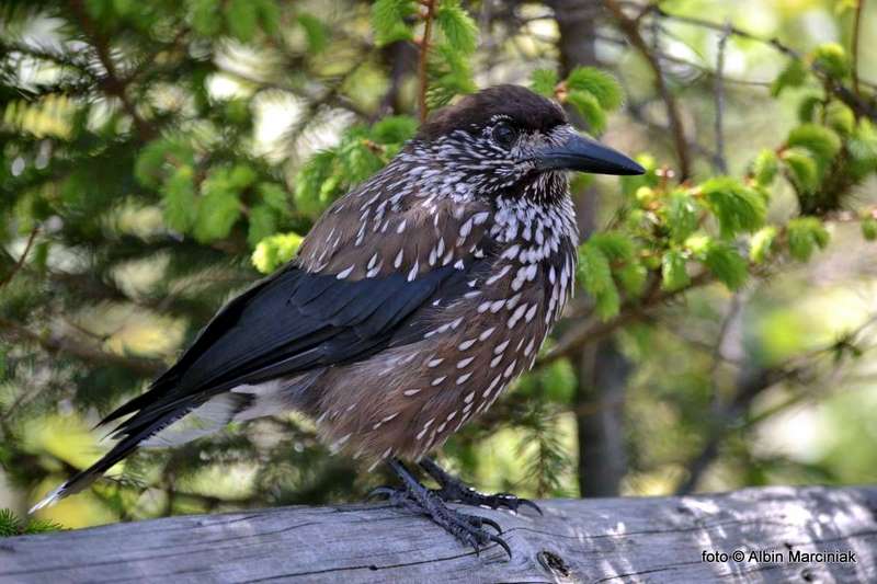 wiosna_w_tatrach_0065