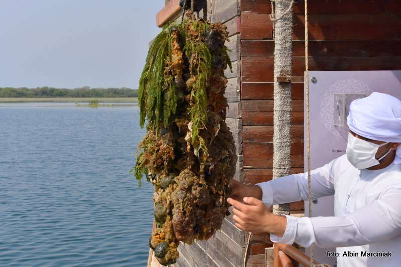 Farma Pereł w Ras al Khaimah w ZEA 12