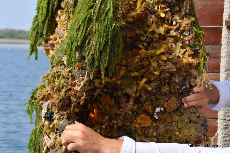 Farma Pereł w Ras al Khaimah w ZEA 13